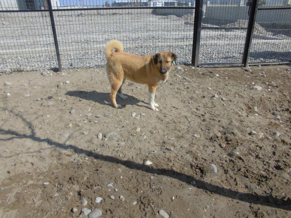 MAYA, female young mixed breed for adoption at Bafra Belediyesi Sahiplen, Samsun Bafra