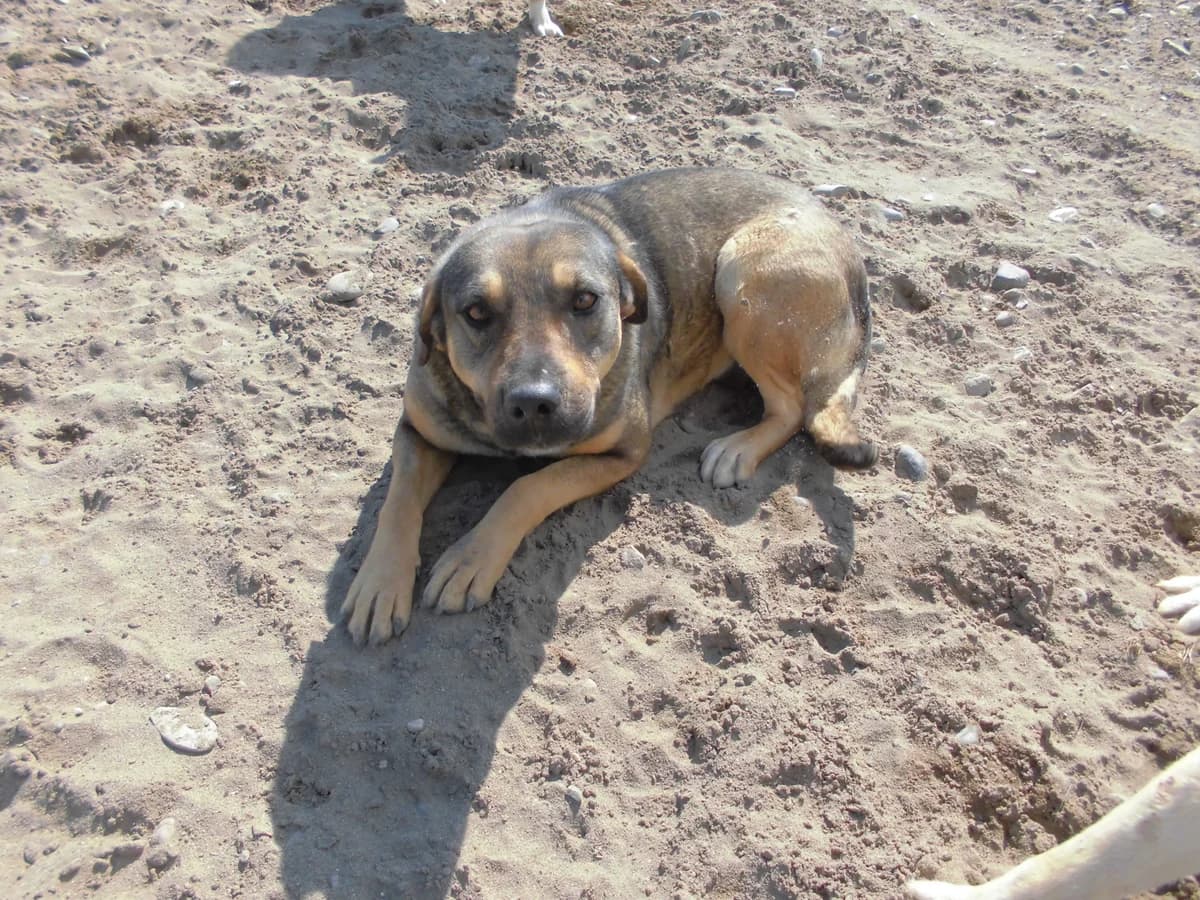 BELLA, female young mixed breed for adoption at Bafra Belediyesi Sahiplen, Samsun Bafra