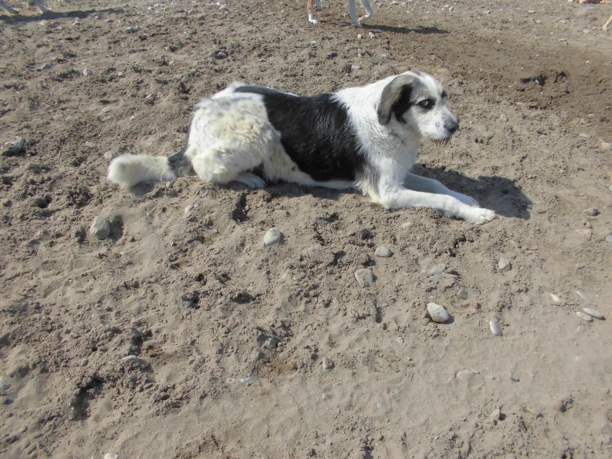 LUNA, female 3yo mixed breed for adoption at Bafra Belediyesi Sahiplen, Samsun Bafra