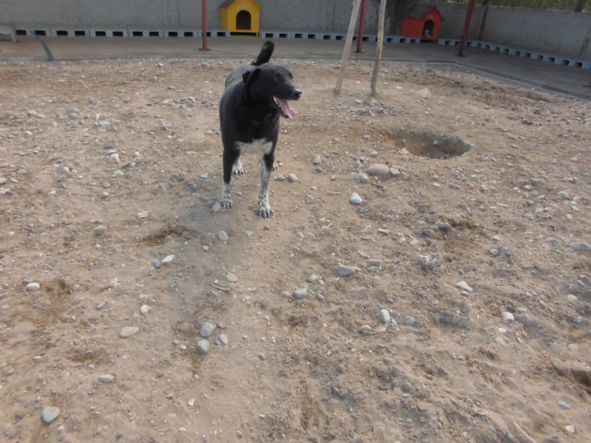 ZEYTİN, female 4yo mixed breed for adoption at Bafra Belediyesi Sahiplen, Samsun Bafra