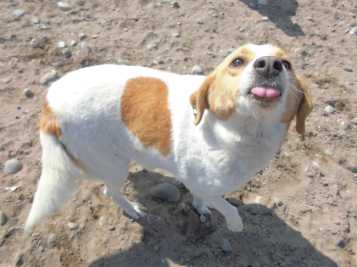 KÖPÜK, female young mixed breed for adoption at Bafra Belediyesi Sahiplen, Samsun Bafra