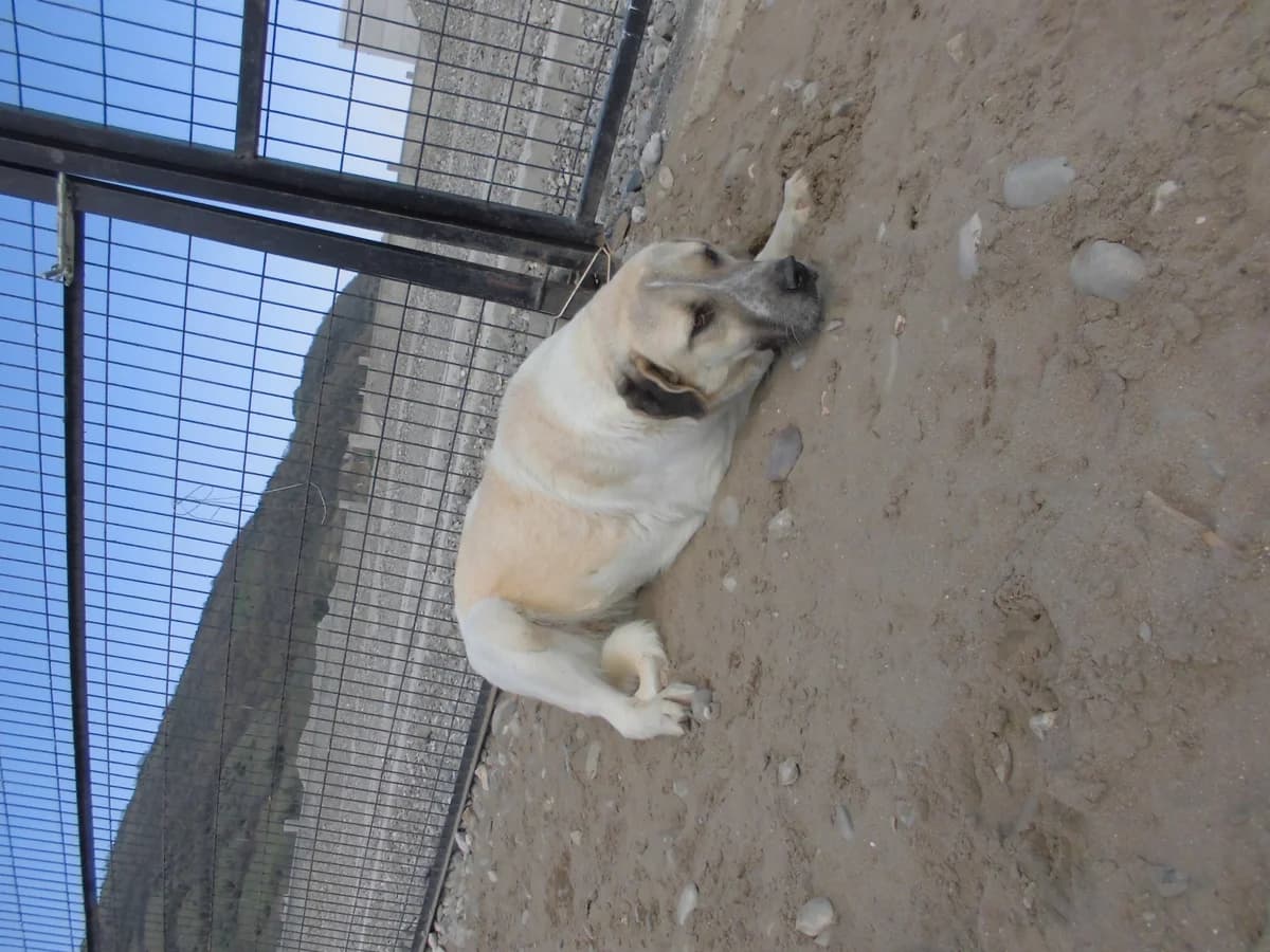DAİSY, female young Kangal for adoption at Bafra Belediyesi Sahiplen, Samsun Bafra