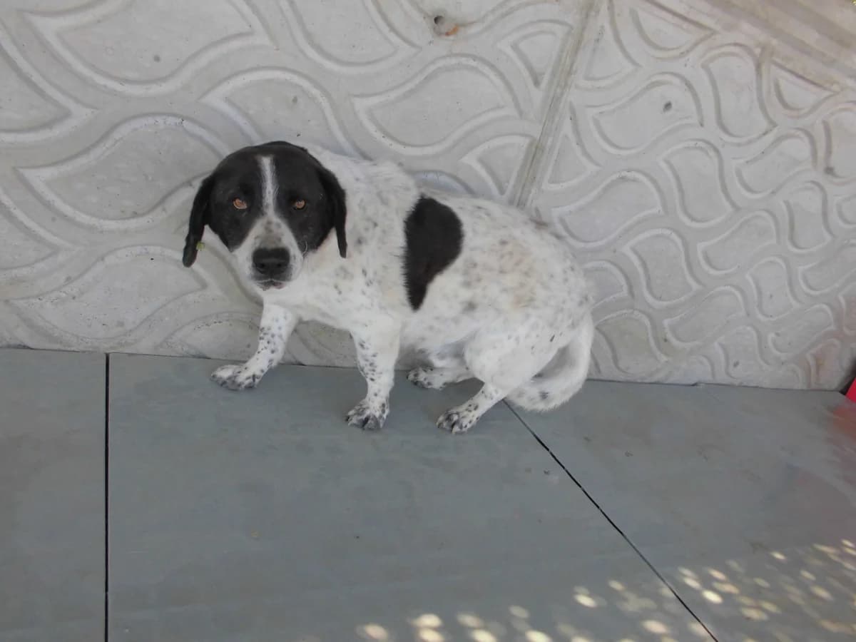 BONCUK, male 3yo mixed breed for adoption at Bafra Belediyesi Sahiplen, Samsun Bafra