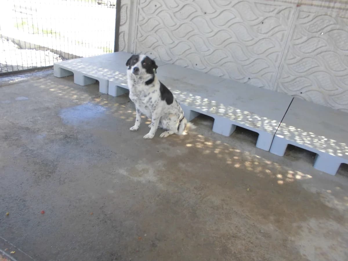 PERLA, female young mixed breed for adoption at Bafra Belediyesi Sahiplen, Samsun Bafra