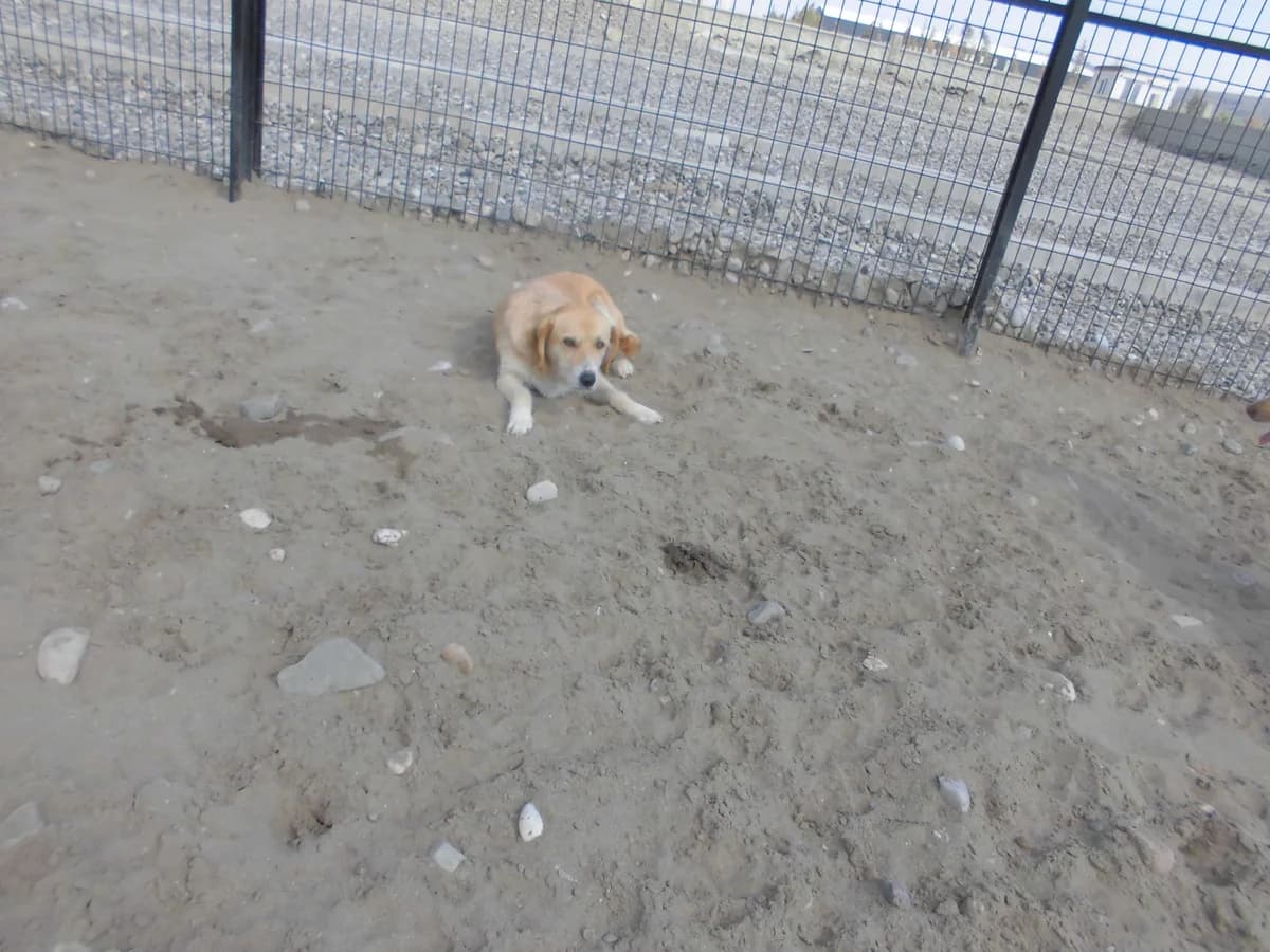 TARÇIN, female 3yo mixed breed for adoption at Bafra Belediyesi Sahiplen, Samsun Bafra