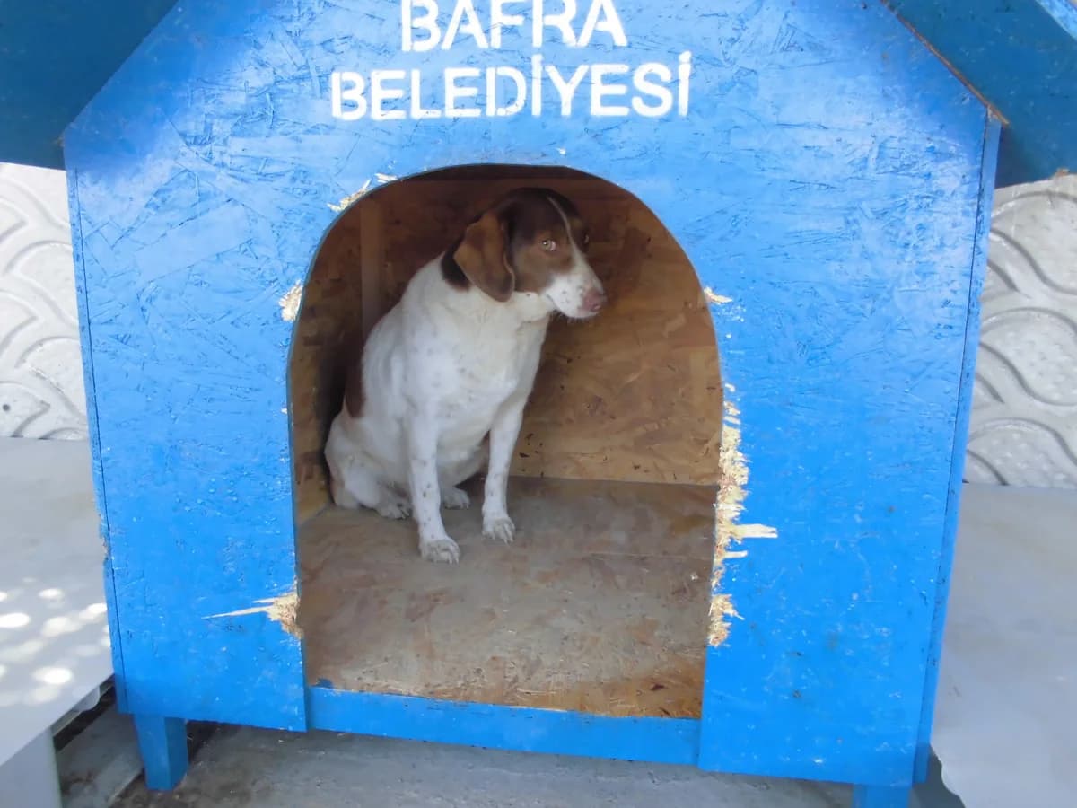 ARYA, female 3yo mixed breed for adoption at Bafra Belediyesi Sahiplen, Samsun Bafra