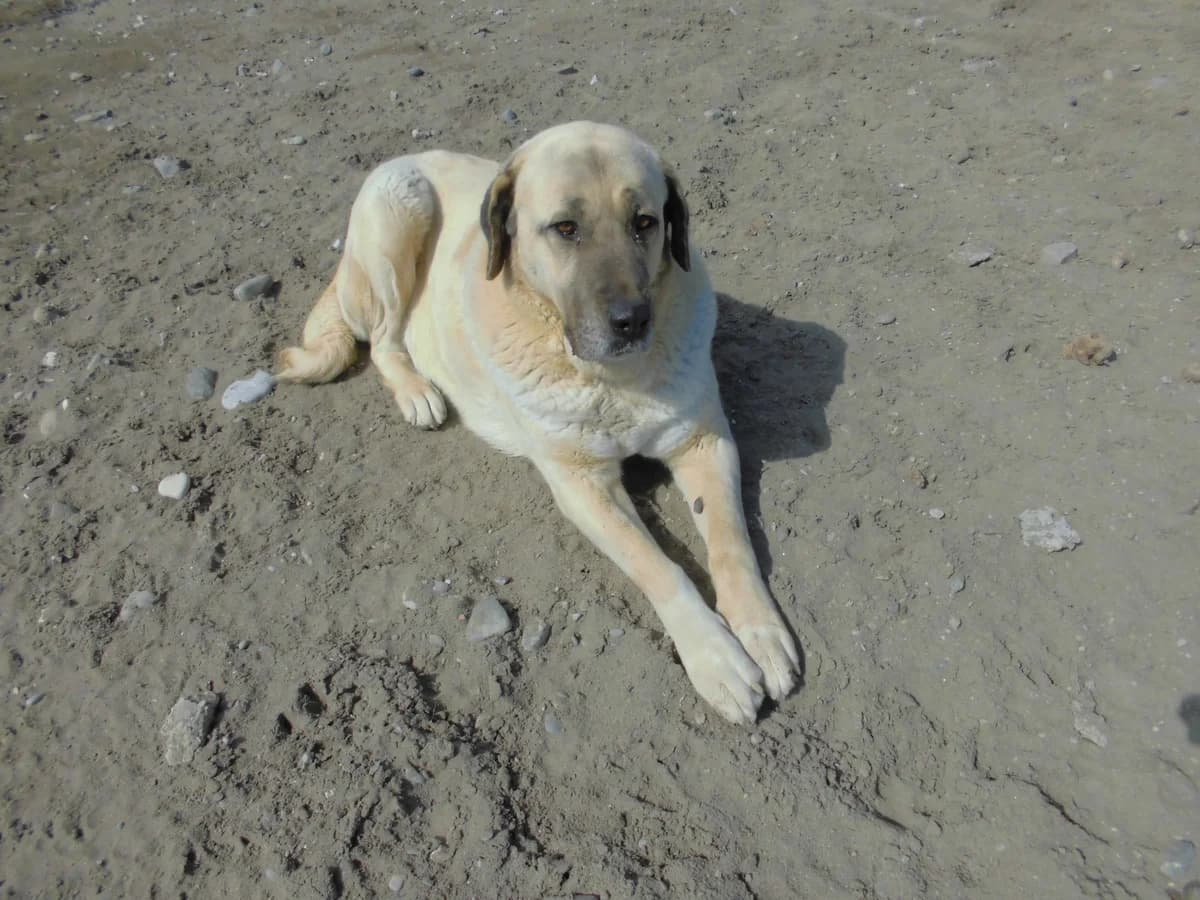 PAŞA, male 4yo Kangal for adoption at Bafra Belediyesi Sahiplen, Samsun Bafra