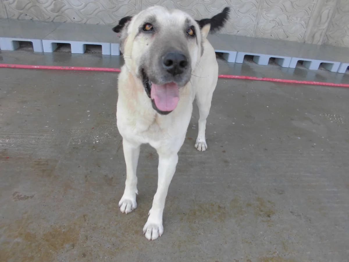 ATEŞ, male 4yo Kangal for adoption at Bafra Belediyesi Sahiplen, Samsun Bafra