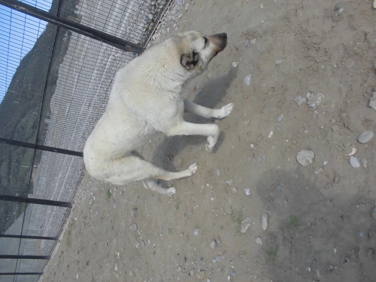 CİCİ, female 3yo Kangal for adoption at Bafra Belediyesi Sahiplen, Samsun Bafra