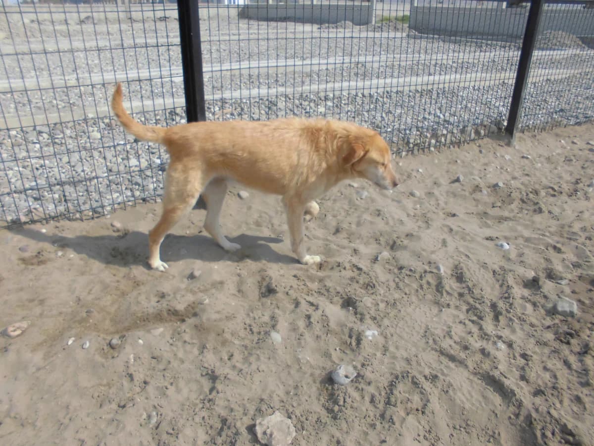LEO, male 4yo mixed breed for adoption at Bafra Belediyesi Sahiplen, Samsun Bafra
