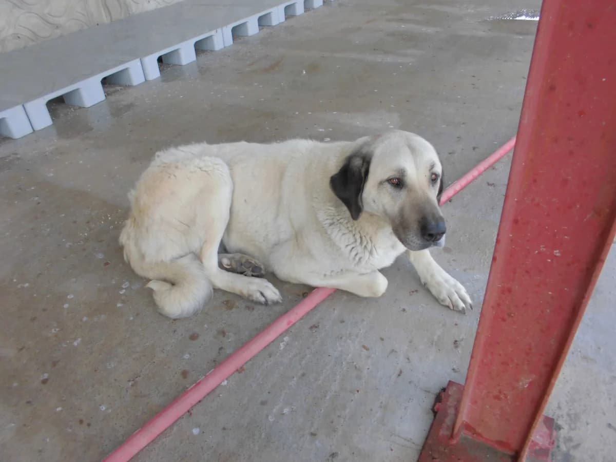 LUCKY, female 3yo Kangal for adoption at Bafra Belediyesi Sahiplen, Samsun Bafra