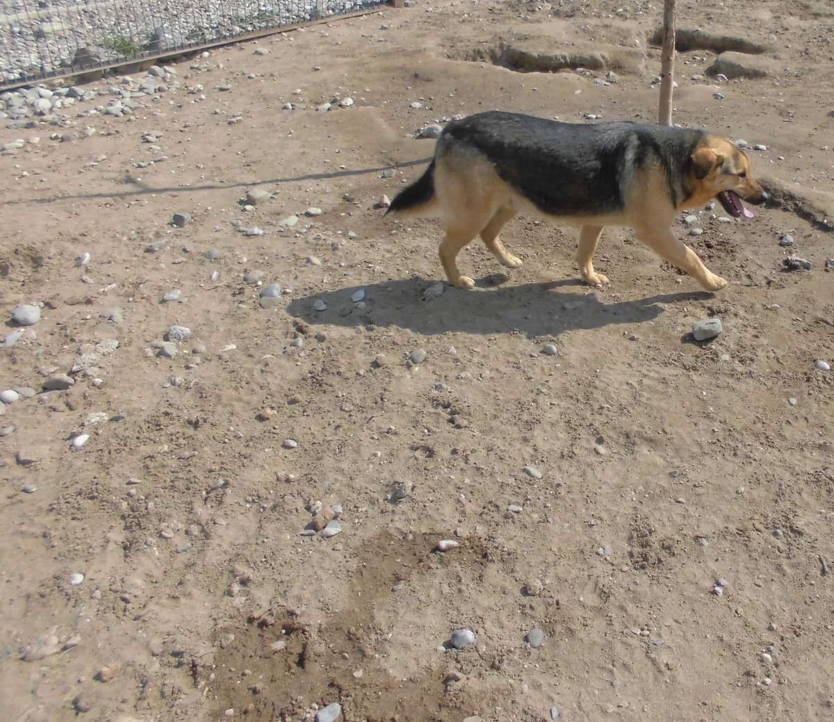 MOCHA, female 3yo mixed breed for adoption at Bafra Belediyesi Sahiplen, Samsun Bafra