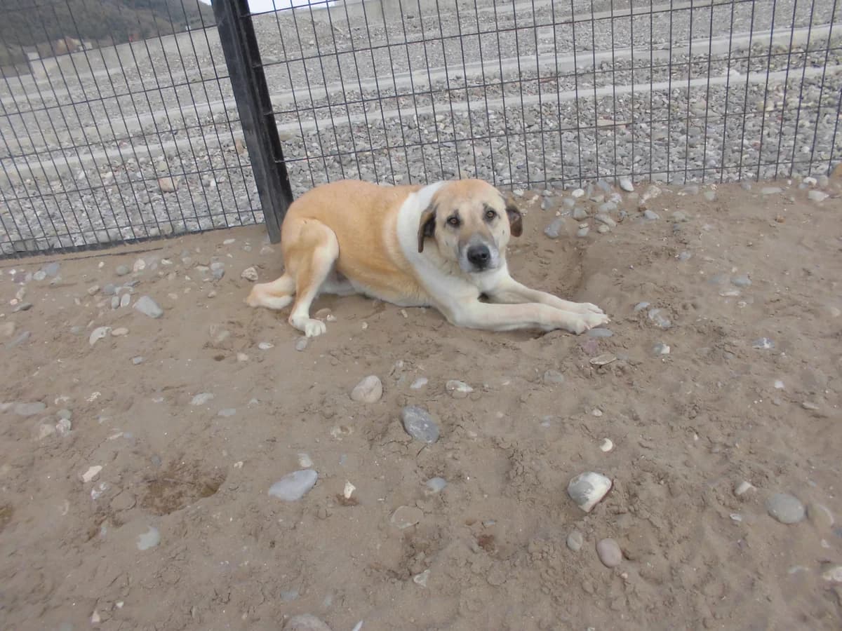 ARES, male 4yo mixed breed for adoption at Bafra Belediyesi Sahiplen, Samsun Bafra