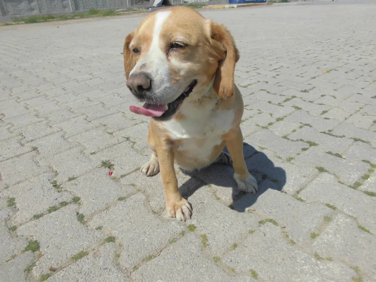 MAVİ, female 6yo mixed breed for adoption at Bafra Belediyesi Sahiplen, Samsun Bafra