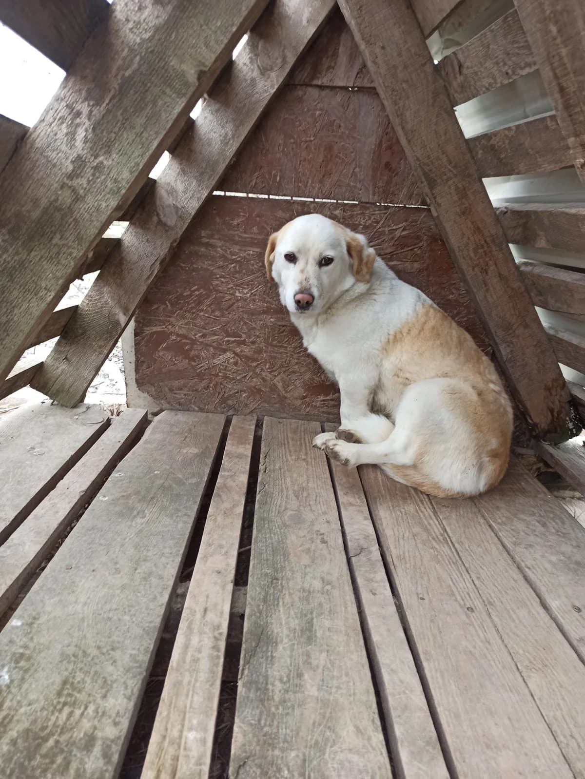 FIŞFIŞ, female young mixed breed for adoption at Bafra Belediyesi Sahiplen, Samsun Bafra