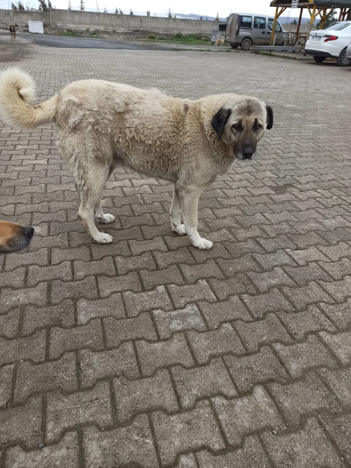LADY, female 3yo Kangal for adoption at Bafra Belediyesi Sahiplen, Samsun Bafra
