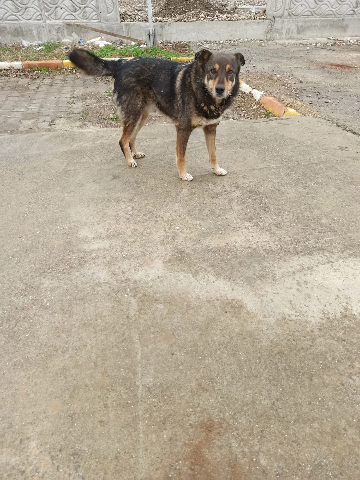 CANGO, male 6yo mixed breed for adoption at Bafra Belediyesi Sahiplen, Samsun Bafra
