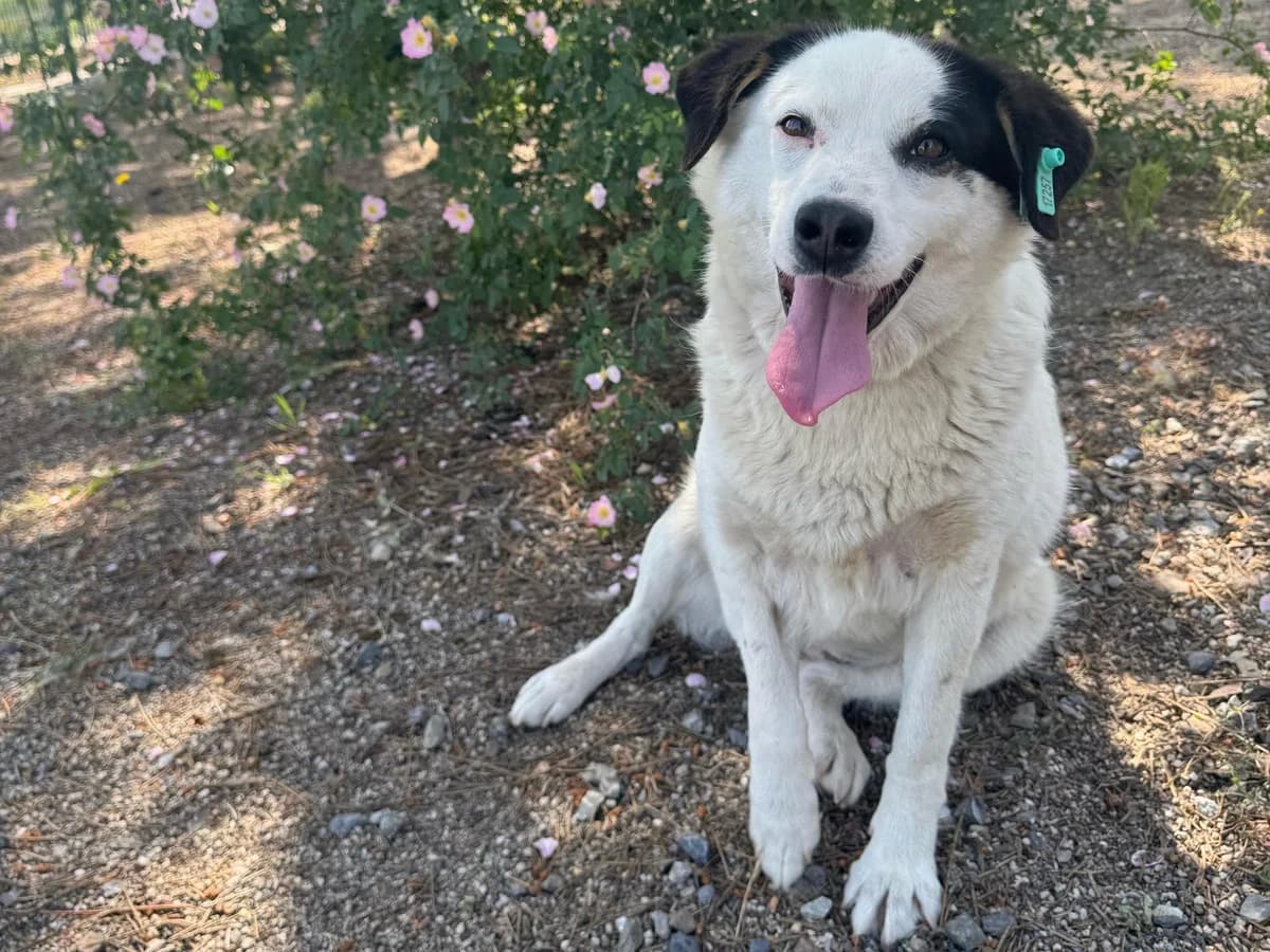 Prenses, female Mixed Breed for adoption at SemtPati Vakfı — İstanbul