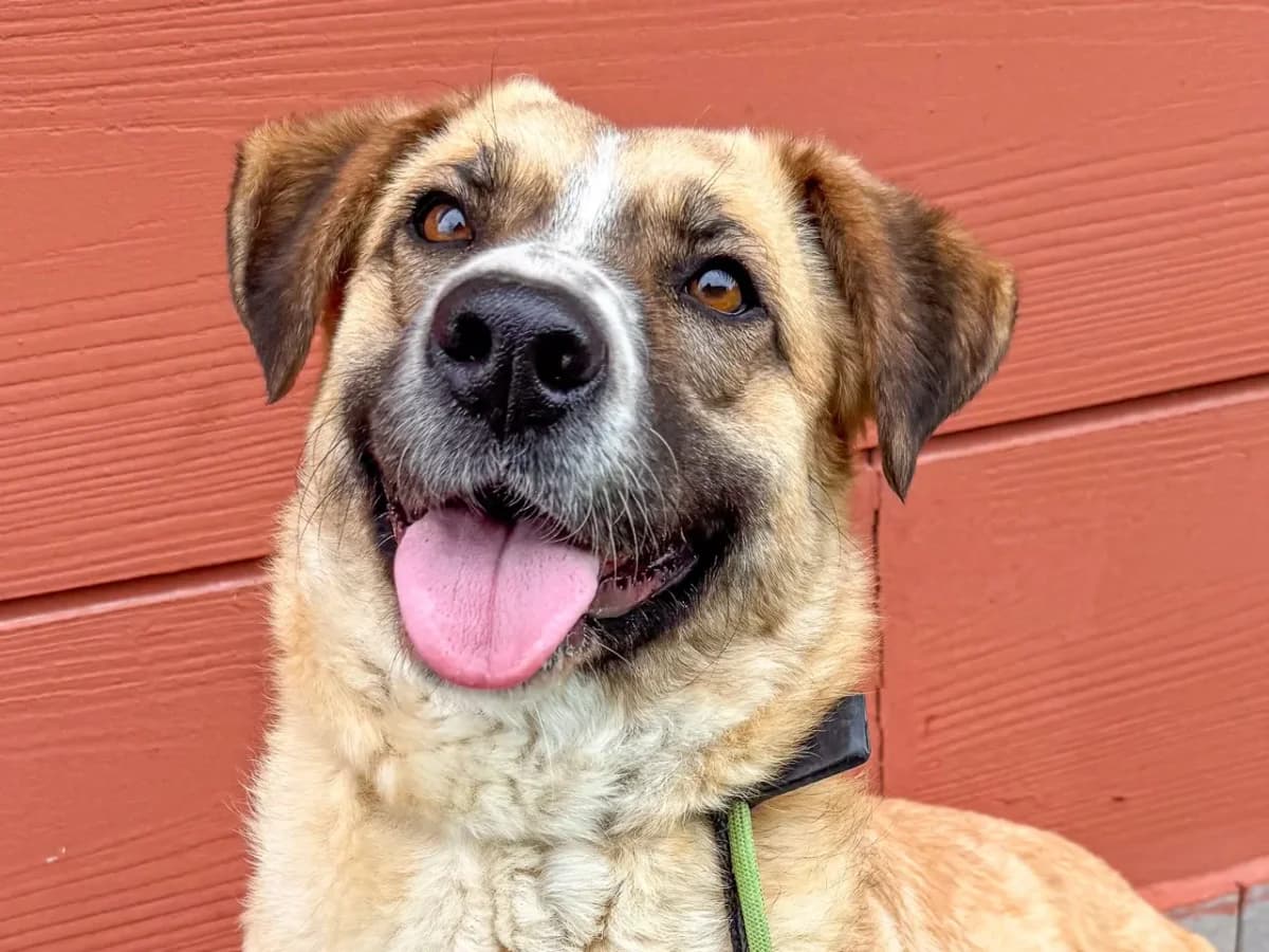 Afet, female Mixed Breed for adoption at SemtPati Vakfı — İstanbul