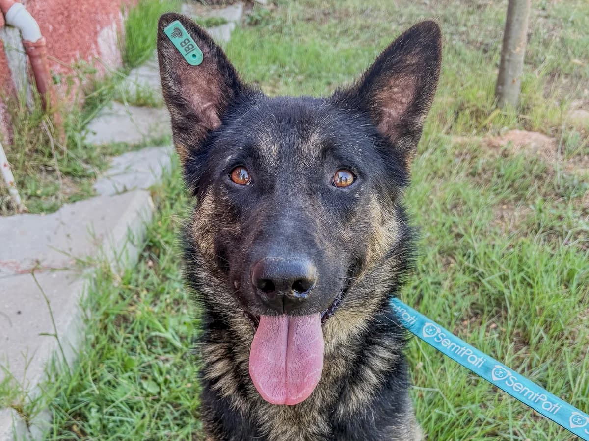 Alfred, male Mixed Breed for adoption at SemtPati Vakfı — İstanbul