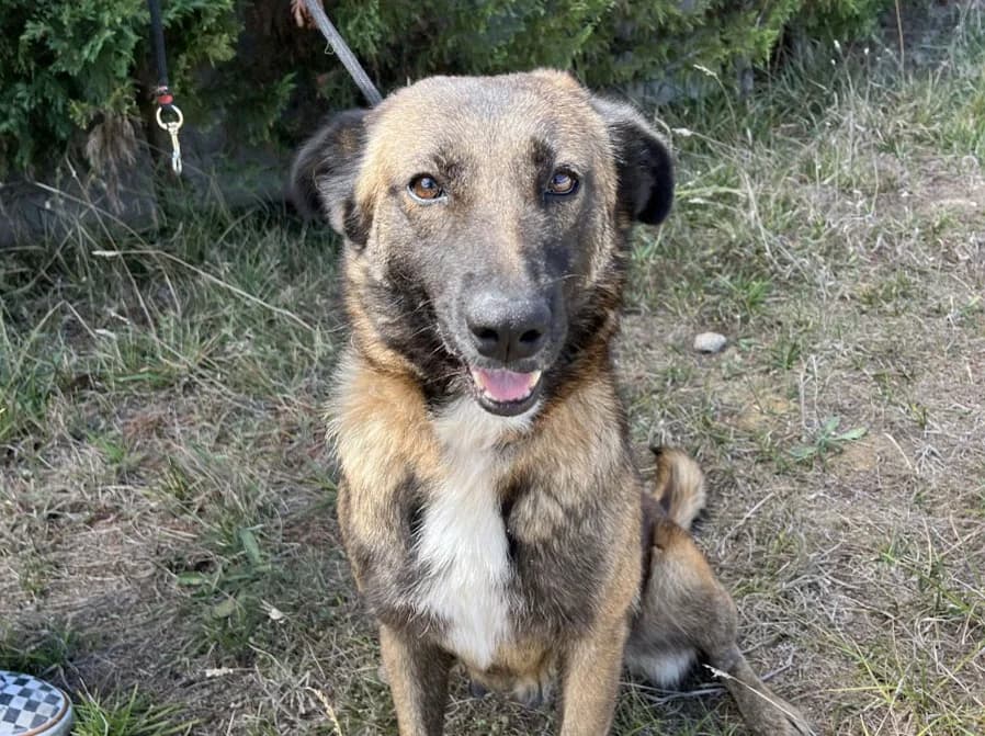 Anika, female Mixed Breed for adoption at SemtPati Vakfı — İstanbul