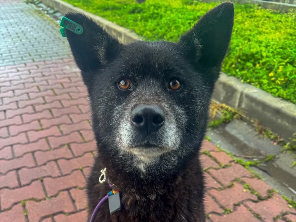 Beter, female Mixed Breed for adoption at SemtPati Vakfı — İstanbul