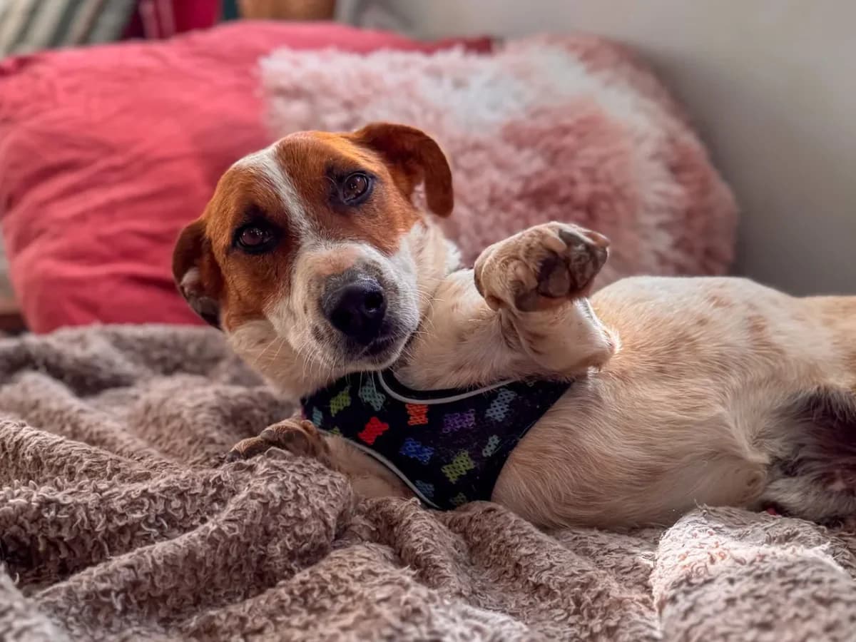 Billie, male 5yo Mixed Breed for adoption at SemtPati Vakfı — İstanbul