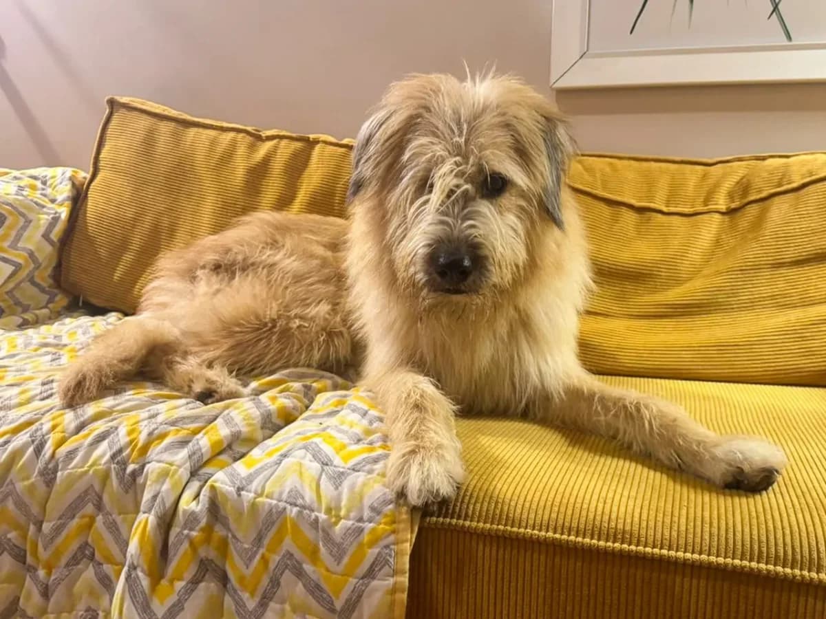 Bunny, male Mixed Breed for adoption at SemtPati Vakfı — İstanbul