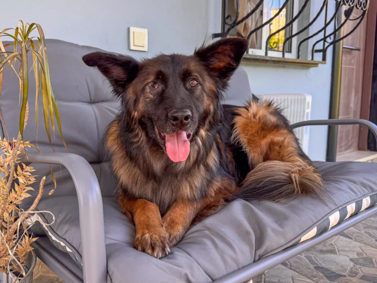 Cano, male 5yo Mixed Breed for adoption at SemtPati Vakfı — İstanbul