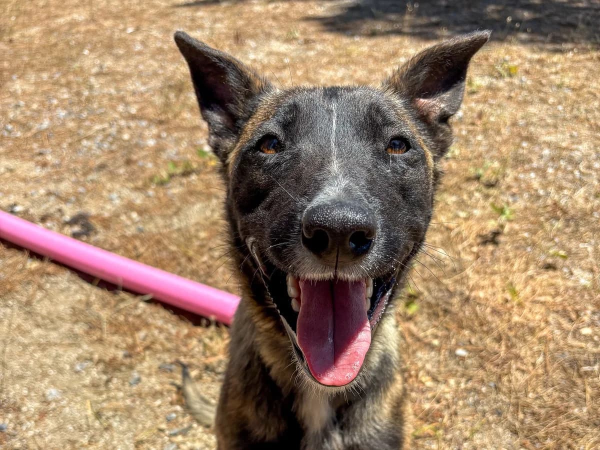 Croft, female Mixed Breed for adoption at SemtPati Vakfı — İstanbul