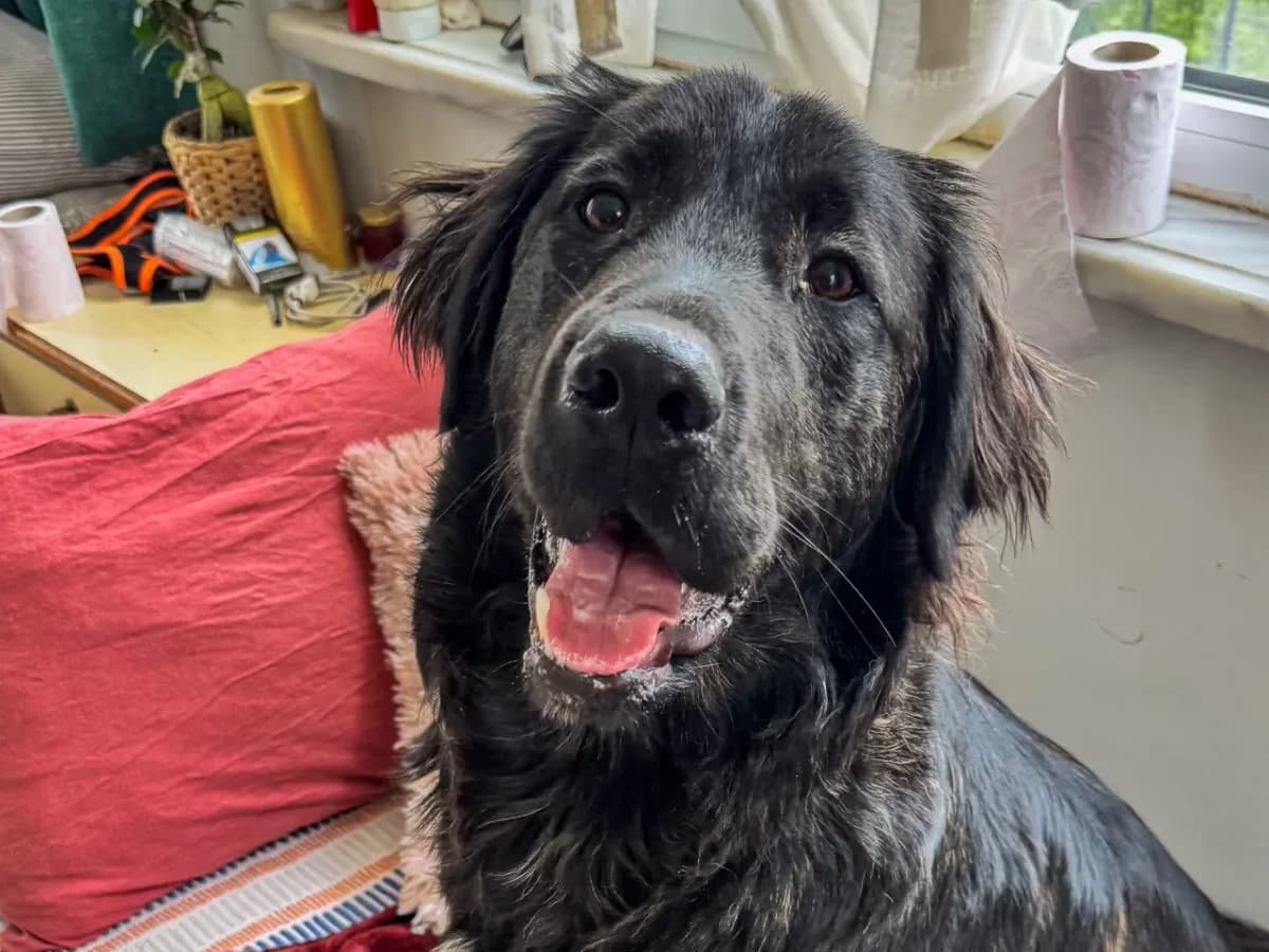 Felix, male Mixed Breed for adoption at SemtPati Vakfı — İstanbul