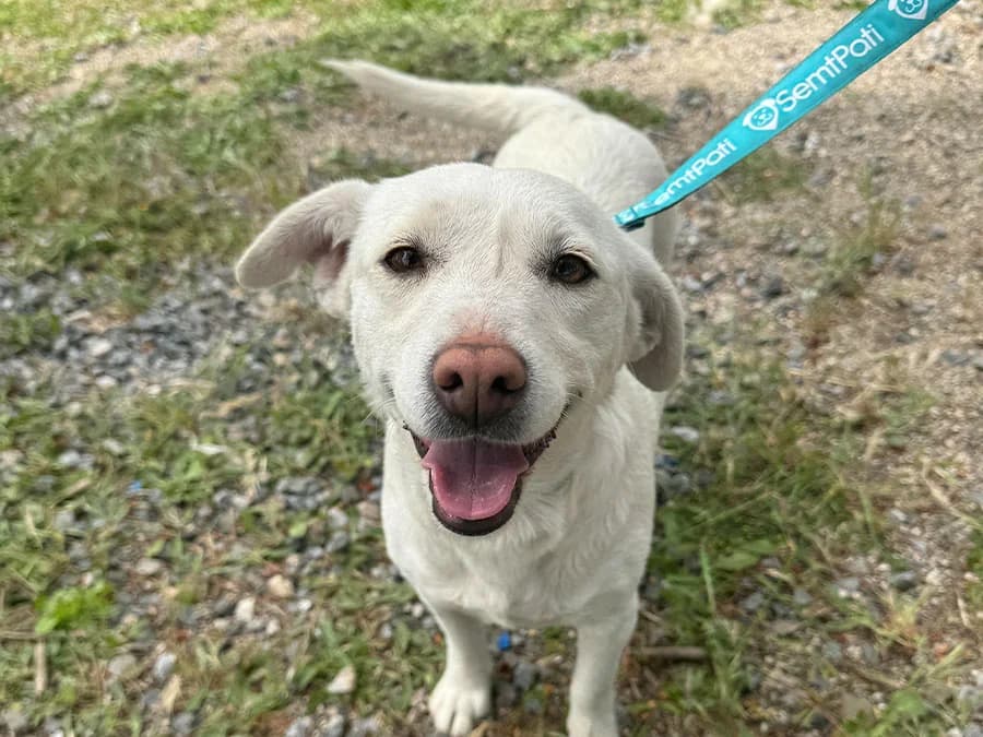 Kartopu, female Mixed Breed for adoption at SemtPati Vakfı — İstanbul
