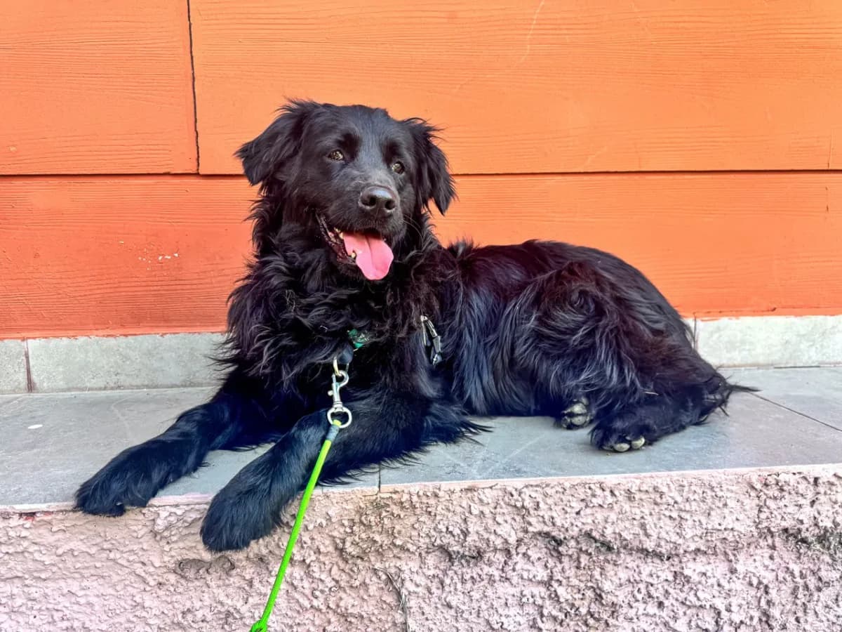 Kiki, female Mixed Breed for adoption at SemtPati Vakfı — İstanbul