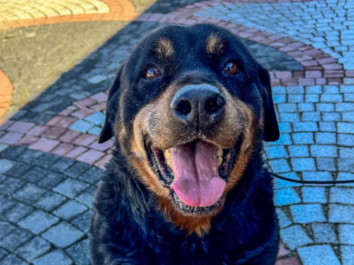 Lina, female senior Mixed Breed for adoption at SemtPati Vakfı — İstanbul