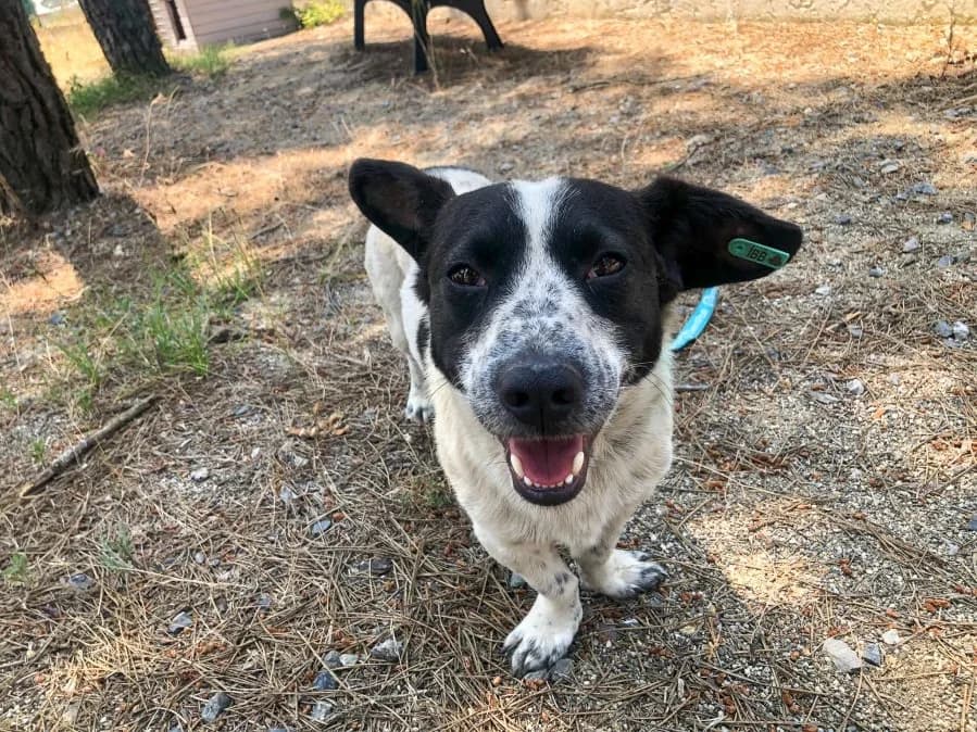 Mahcup, male Mixed Breed for adoption at SemtPati Vakfı — İstanbul