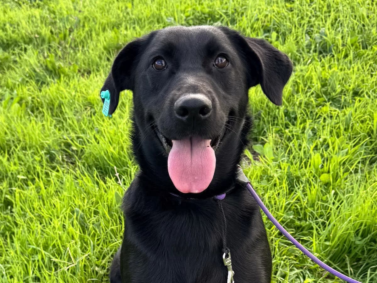 Maytap, female Mixed Breed for adoption at SemtPati Vakfı — İstanbul