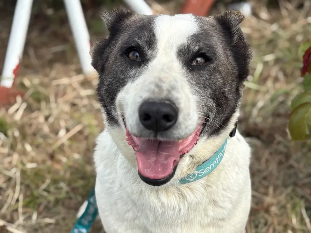 Muhtar, male Mixed Breed for adoption at SemtPati Vakfı — İstanbul
