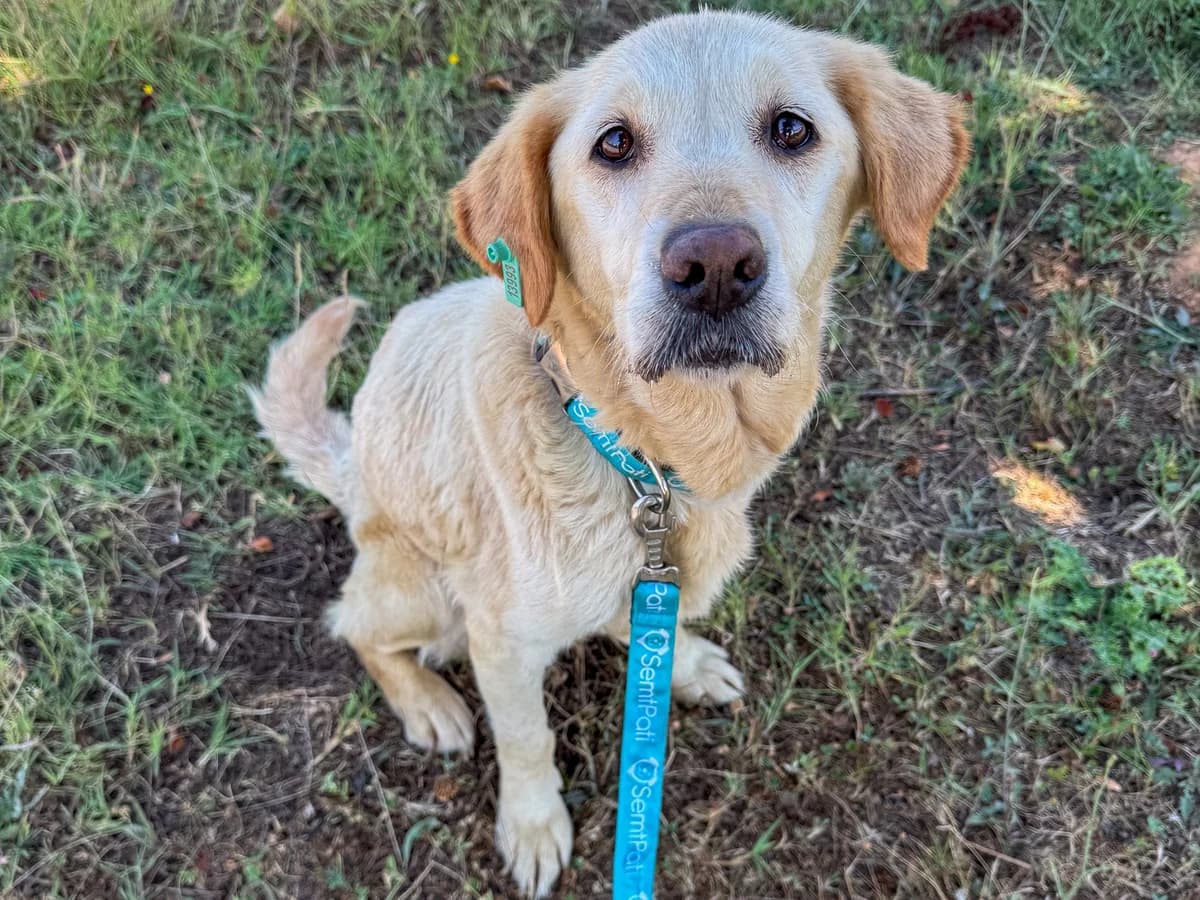 Samba, female Mixed Breed for adoption at SemtPati Vakfı — İstanbul