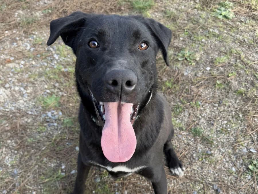 Sirius, male Mixed Breed for adoption at SemtPati Vakfı — İstanbul