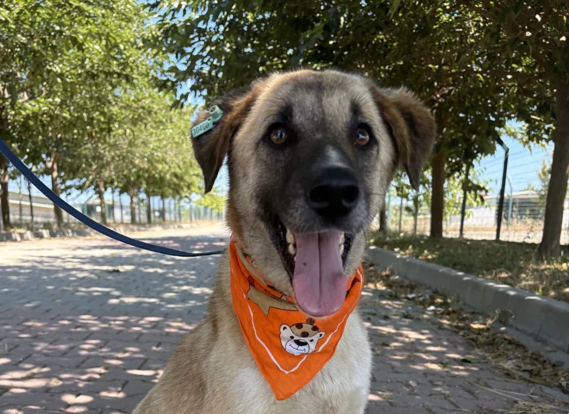 Tata, male Mixed Breed for adoption at SemtPati Vakfı — İstanbul