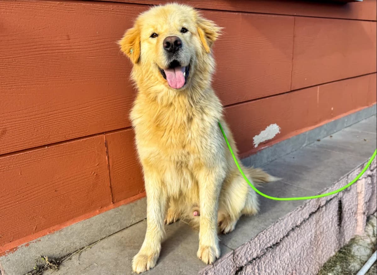 Ufo, male Mixed Breed for adoption at SemtPati Vakfı — İstanbul