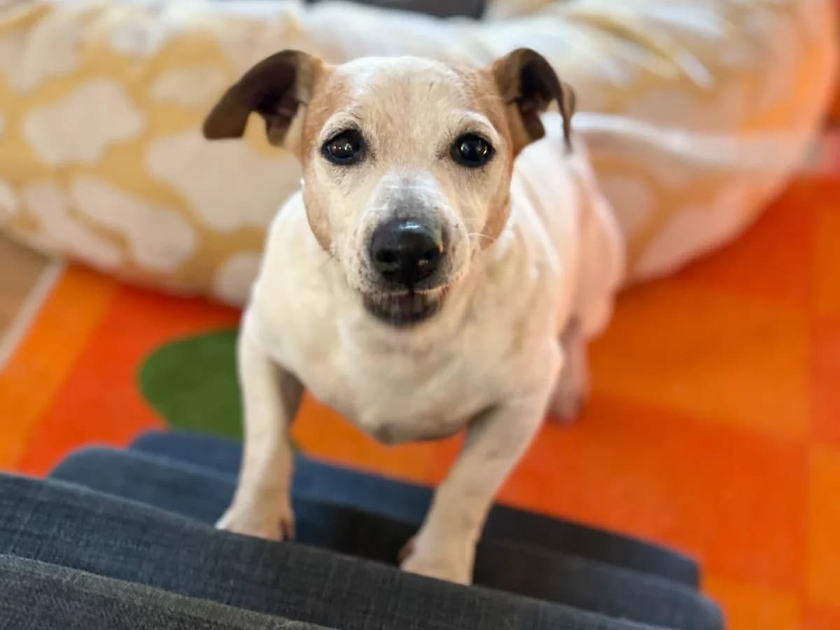 Woody, female Mixed Breed for adoption at SemtPati Vakfı — İstanbul