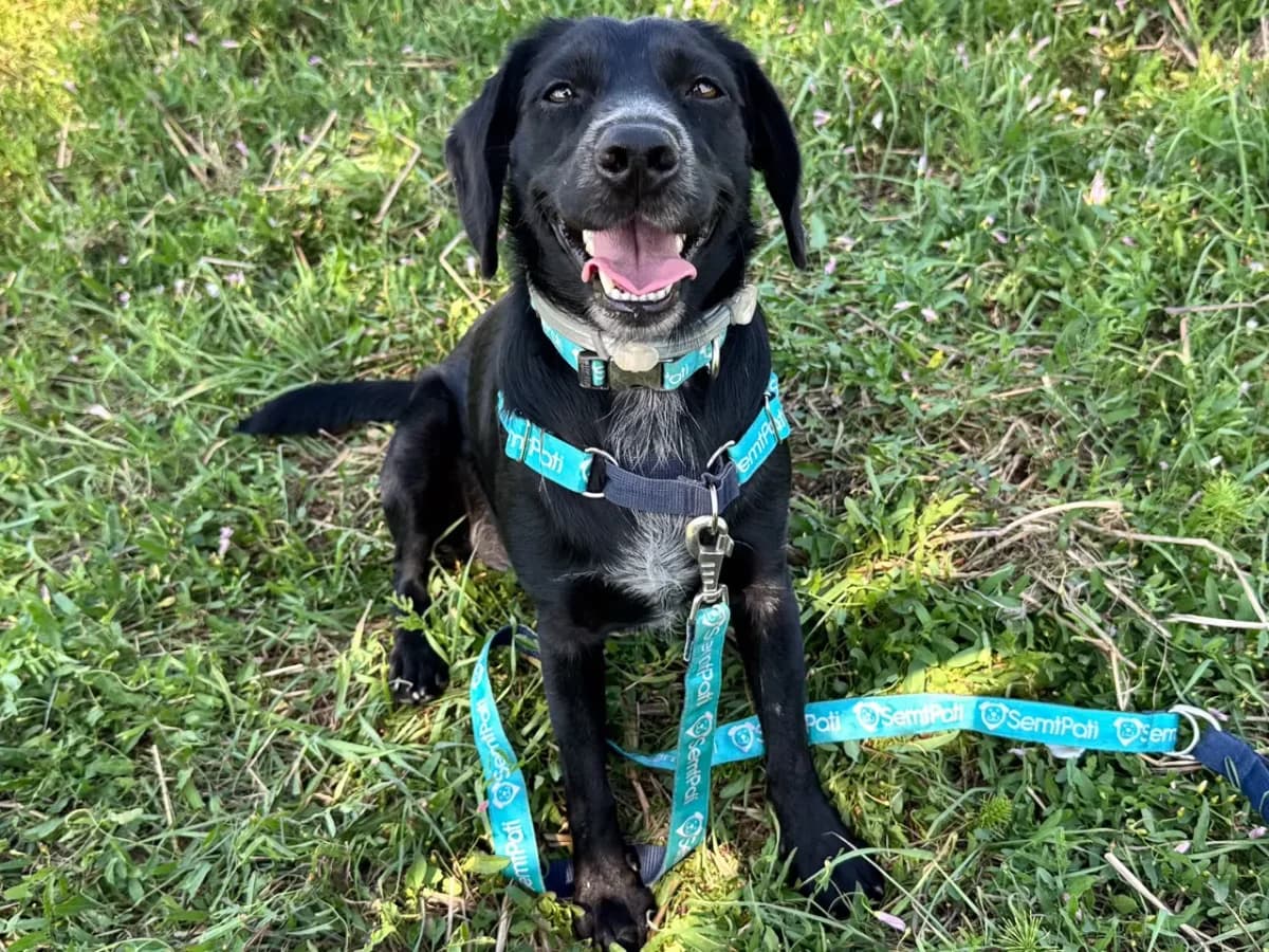 Zuzu, female Mixed Breed for adoption at SemtPati Vakfı — İstanbul
