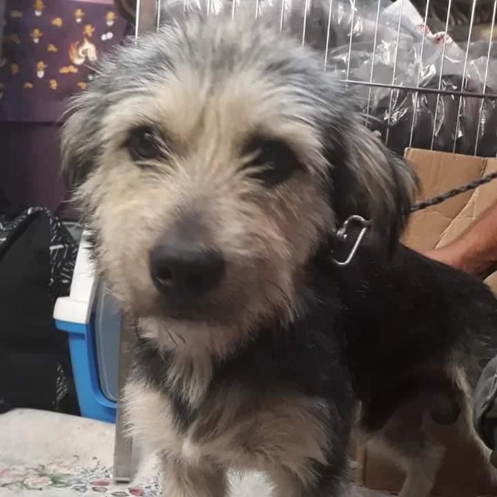 Umut, Mixed Breed (Yedikule Hayvan Barinagi)