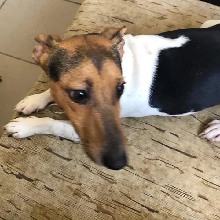 Piano, Mixed Breed (Yedikule Hayvan Barinagi)