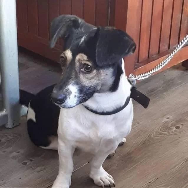 Darvin, Mixed Breed (Yedikule Hayvan Barinagi)