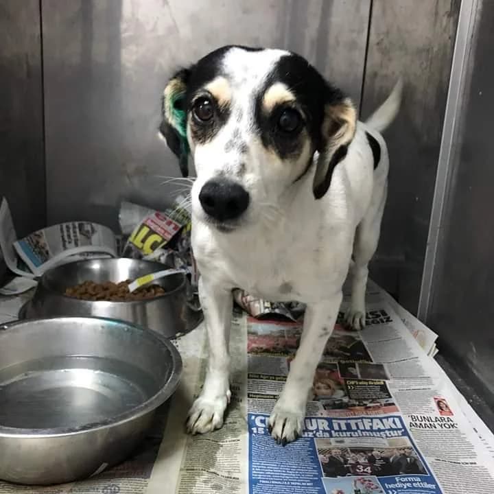 Lila(yuvabuldu),  Mixed Breed for adoption at Yedikule Hayvan Barinagi, Istanbul