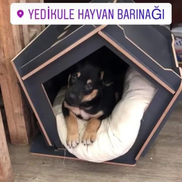 Kartal, Mixed Breed (Yedikule Hayvan Barinagi)