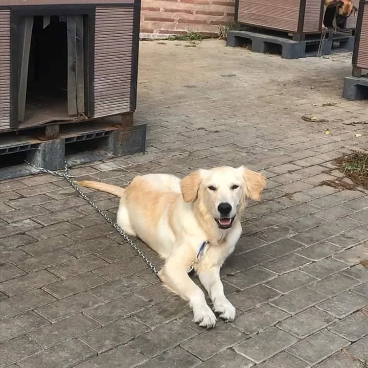 Alex, Mixed Breed (Yedikule Hayvan Barinagi)