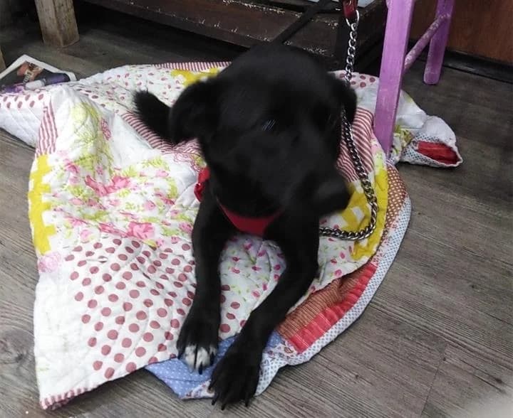 Biber, Mixed Breed (Yedikule Hayvan Barinagi)